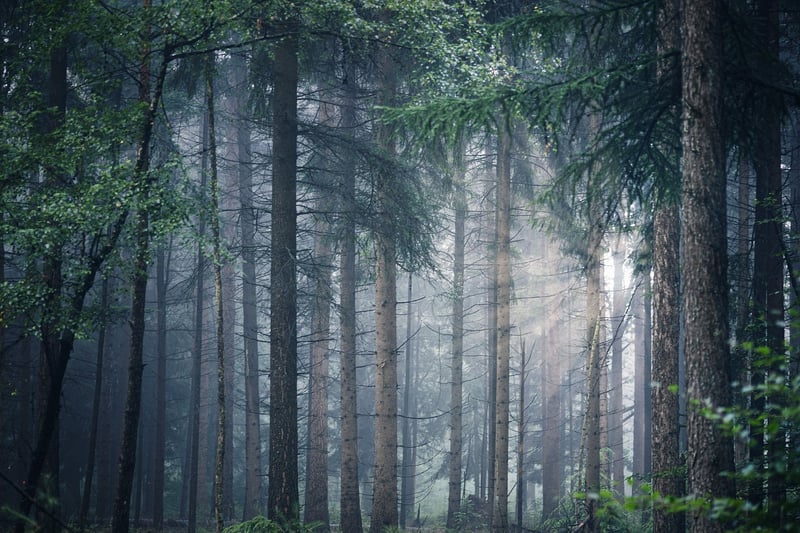 Whispering Woods